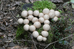 251013_uetli27_pilze