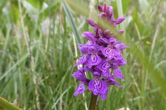 Orchis Knabenkraut