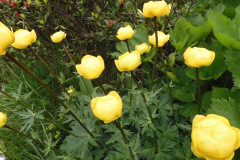 Trollblume oder Rigirolle