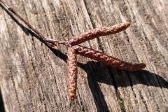 240103_PlantNet