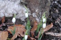 240104_schneegl