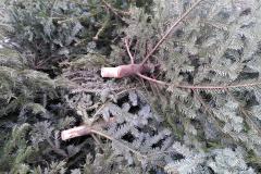240109_weihnachtsb