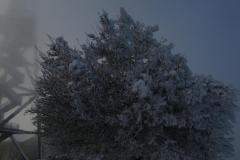 240113_uetli_turm_nebel