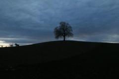 240207_baum_b_baldern