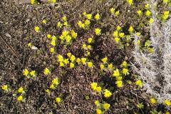 240215_winterlinge