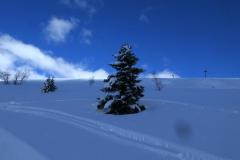 240223_schneebaum