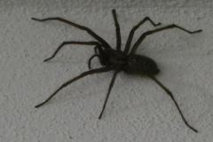 240316_abendspinne