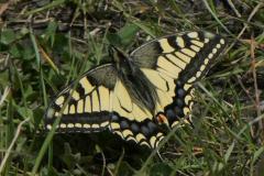 240529_schwalbenschwanz_schauenberg