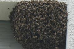 240610_bienenschwarm