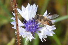 240620_kornblume_biene