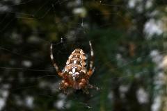 240620_spinne_rhz