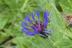 240624_berg_flockenblume