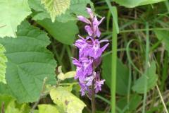 240624_blaetter