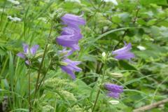 240702_blumen