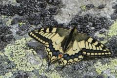 240709_1325_schwalbenschwanz