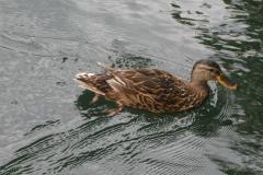 240710_ente