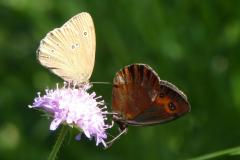 240719_bluete_zwei_falter