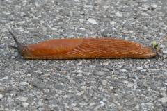 240901_schnecke
