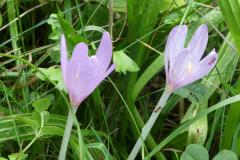 240904_herbstzeitlosen