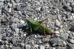 240906_heupferd