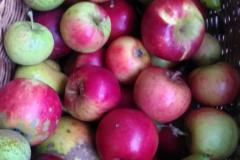 240923_fruechte