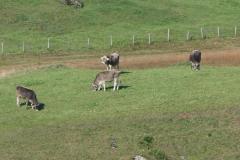 240924_rinder_zugerberg