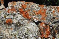 24.7.: Mauersteine und Flechten