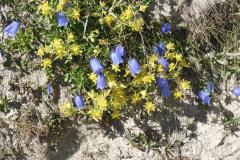 24.7.: Bergblumen