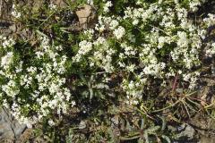 24.7.: Bergblumen