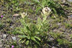 24.7.: Kratz-Distel