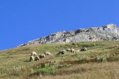 25.7.: Schafe und blauer Himmel