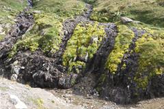 25.7.: Steine und Bergblumen