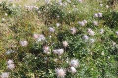 26.7.: Bergblumen