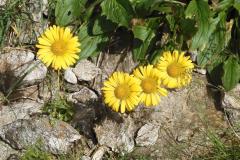 26.7.: Bergblumen