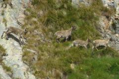26.7.: Sehr berggängig