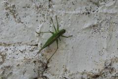 27.7.: Heugümper an einer Kirchenwand
