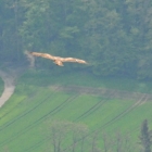 150429_11_raubvogel.jpg