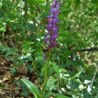 150429_17_orchis.jpg