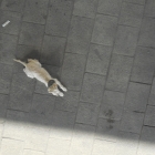 8.8.: Spiegelhund