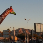 12.8.: Prado, mit David, Giraffe und Lampenvögeln