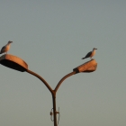 12.8.: Lampenvögel