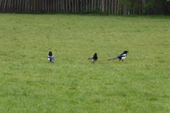 24.4.: Elstern im Stadtpark