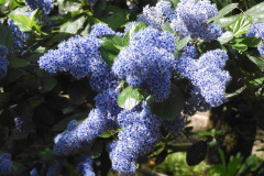 24.4.: Blüten im Park