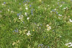 25.4.: Frühlingswiese