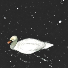 IF