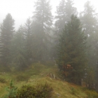 19.8.: Aletschwald im Nebel
