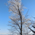 1.1.: Bicht-Bäume vor blauem Himmel