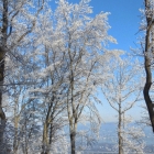 1.1.: Bicht-Bäume vor blauem Himmel