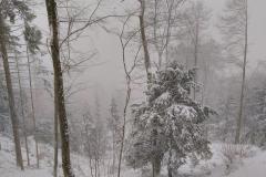 12.1.: im Wald mit Schnee1