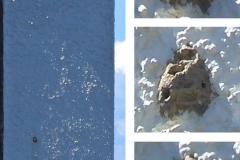 28.5.: Fassadenecke mit Nest der grossen Lehm-Wespe